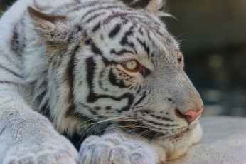 Картинка животные тигры белый морда лапы лежит отдых
