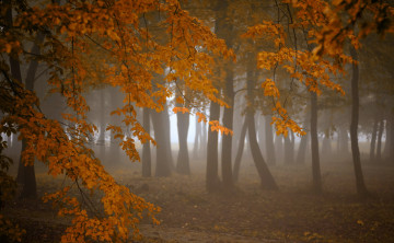 Картинка природа лес туман осень