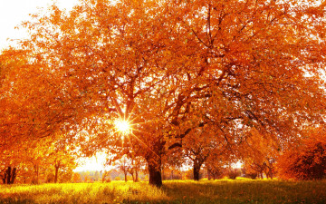 Картинка природа деревья дерево время года осень пейзаж желтые листья