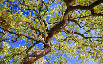 Картинка природа деревья лето листья ветки небо дерево