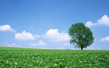 Картинка природа поля дерево цветение небо луг поле облака