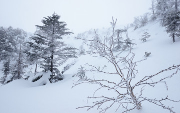 Картинка природа зима склон деревья снег туман
