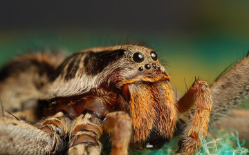 Картинка животные пауки tarantula