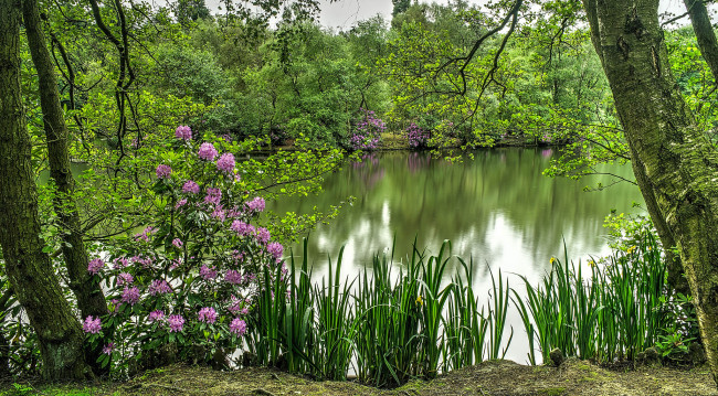 Обои картинки фото природа, реки, озера, лес, цветы, трава, река