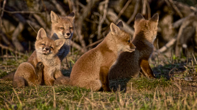 Обои картинки фото животные, лисы, волчата