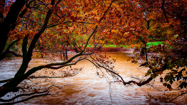 Обои картинки фото природа, реки, озера, осень, желтые, деревья, листья