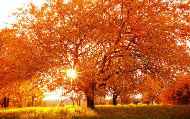 Обои картинки фото природа, деревья, дерево, время, года, осень, пейзаж, желтые, листья