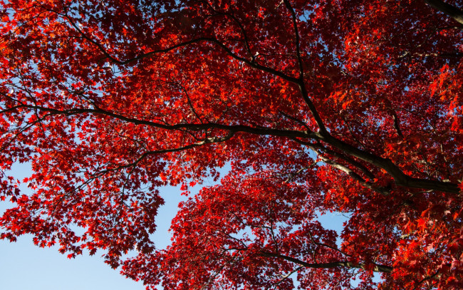 Обои картинки фото природа, деревья, небо, осень, красные, личтья, дерево, веточки