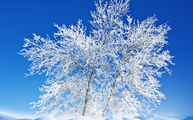 Обои картинки фото природа, зима, небо, снег, иней, дерево, пейзаж
