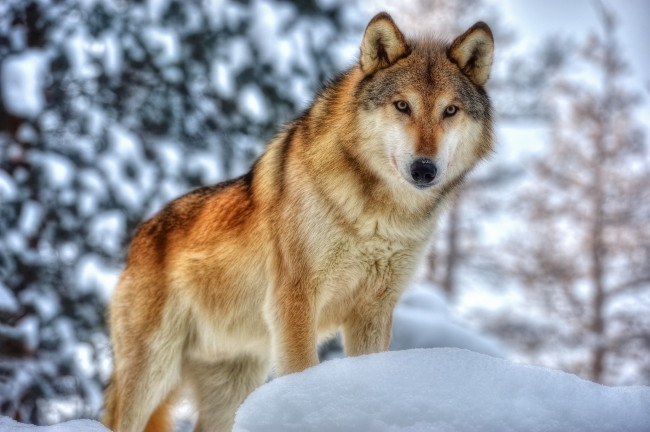 Обои картинки фото животные, волки,  койоты,  шакалы, морда, волк, снег, зима, мех