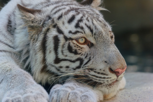 Обои картинки фото животные, тигры, белый, морда, лапы, лежит, отдых
