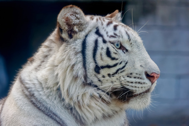 Обои картинки фото животные, тигры, хищник, белый, морда, профиль, мех