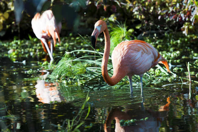 Обои картинки фото животные, фламинго, птица, водоём, заросли, грация