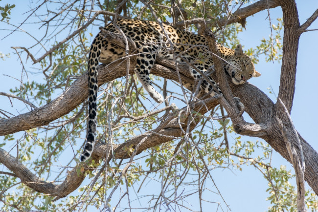Обои картинки фото животные, леопарды, кошка, дерево, ветки, отдых, сон, хвост, африка