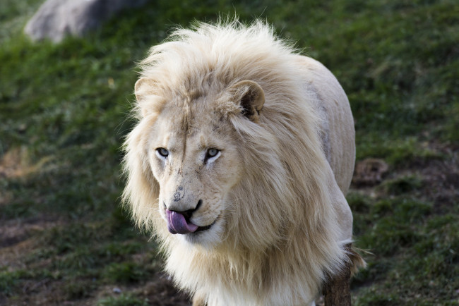 Обои картинки фото животные, львы, белый, кошка, морда, грива, язык, портрет