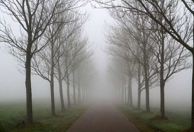Обои картинки фото природа, дороги, туман, осень, деревья, ряд