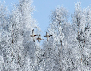обоя животные, утки, деревья, снег