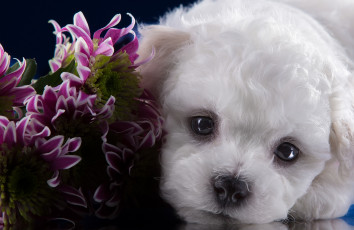 Картинка животные собаки мордочка щенок бишон фризе хризантемы портрет взгляд