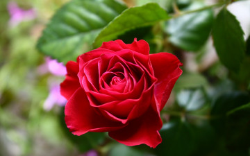 Картинка цветы розы розовый бутон