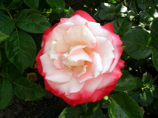 Обои картинки фото цветы, розы, бело-розовый