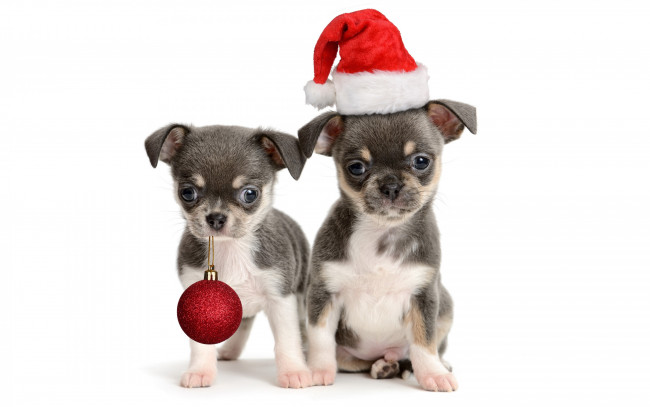 Обои картинки фото животные, собаки, щенки, колпак, шарик, новый, год, игрушка, маленькие, праздник, белый, фон, красный, санта, двое, пара