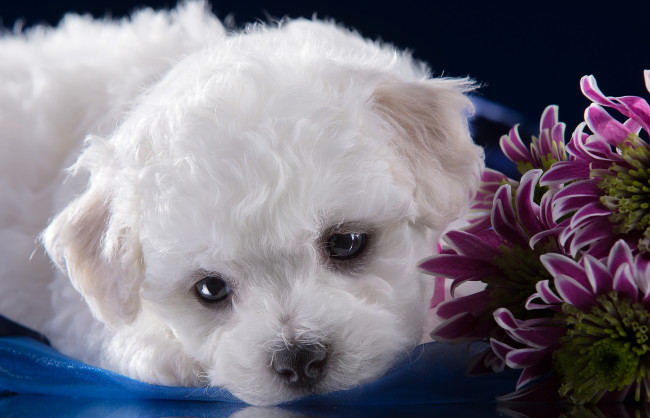 Обои картинки фото животные, собаки, хризантемы, милый, бишон, фризе, щенок, белый, мордочка