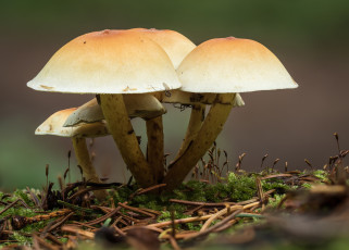 Картинка природа грибы осень