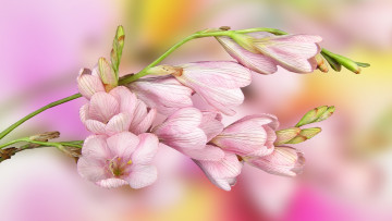 Картинка цветы розовые