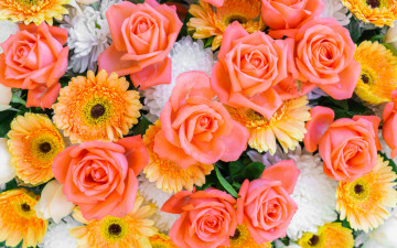Картинка цветы разные+вместе астры герберы желтые розы цветочный фон хризантемы