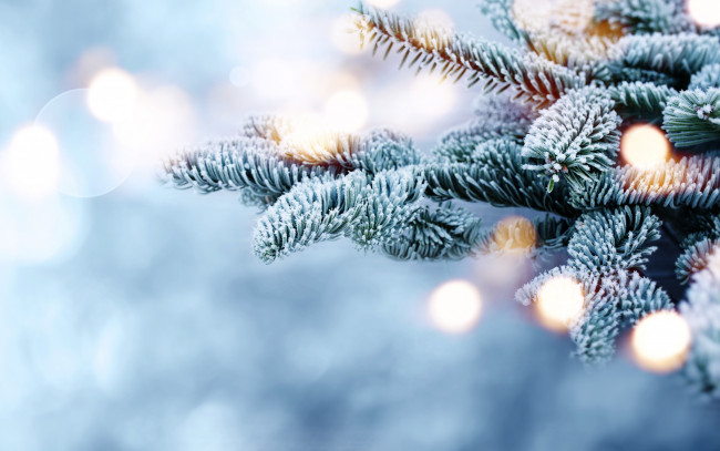 Обои картинки фото природа, деревья, ветки, bokeh, fir, tree, мороз, snow, снег, зима, елка, winter