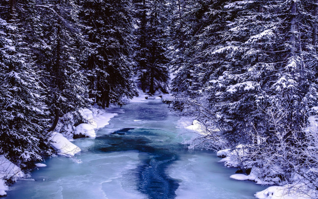 Обои картинки фото природа, зима, лед, елки, снег