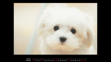 Картинка календари животные собака взгляд морда