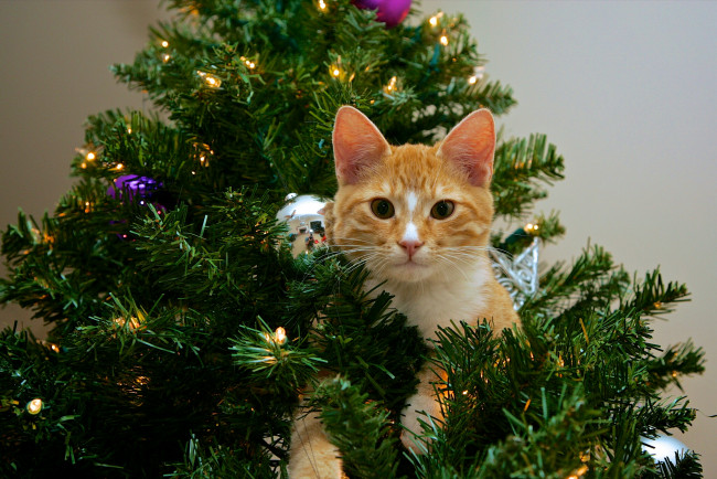 Обои картинки фото праздничные, - разное , новый год, елка, кот, новый, год