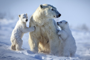 обоя белый полярный медведь,  медведица с медвежатами, животные, медведи, белый, медвежата, медвежонок, медведица, полярный, медведь, хищники, медвежьи, млекопитающие, снег, мороз, льды, шерсть, когти, пасть, клыки