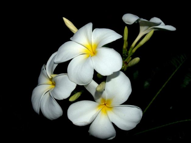 Обои картинки фото цветы, плюмерия, белый