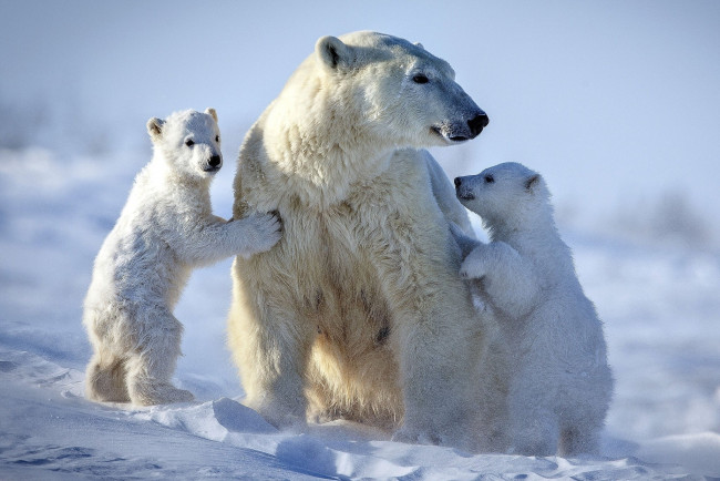 Обои картинки фото белый полярный медведь,  медведица с медвежатами, животные, медведи, белый, медвежата, медвежонок, медведица, полярный, медведь, хищники, медвежьи, млекопитающие, снег, мороз, льды, шерсть, когти, пасть, клыки