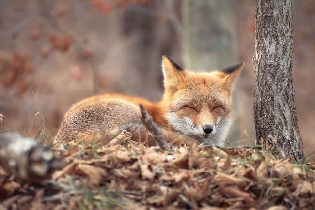 Обои картинки фото животные, лисы, лисица