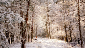 обоя природа, зима, красивый, зимний, лес