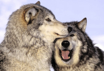 Картинка животные волки +койоты +шакалы пара снег