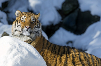 обоя животные, тигры, тигр, снег