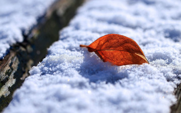Картинка природа листья снег лист