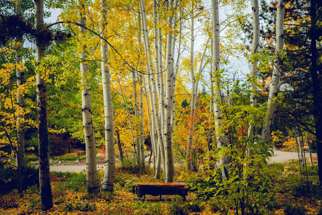 Обои картинки фото природа, парк, березы, осень