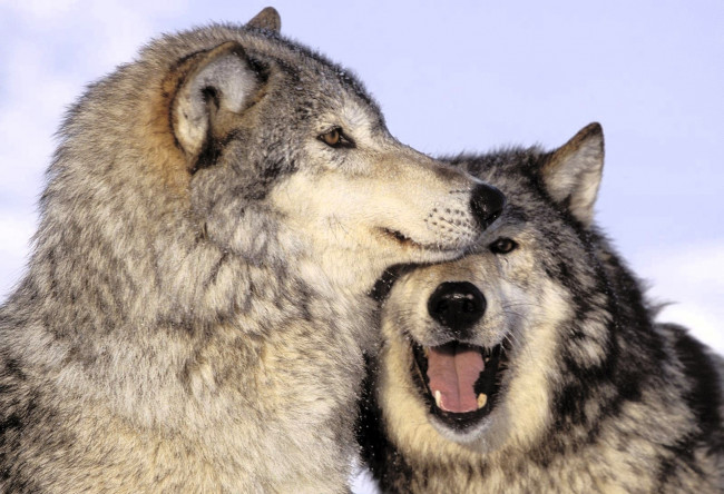 Обои картинки фото животные, волки,  койоты,  шакалы, пара, снег