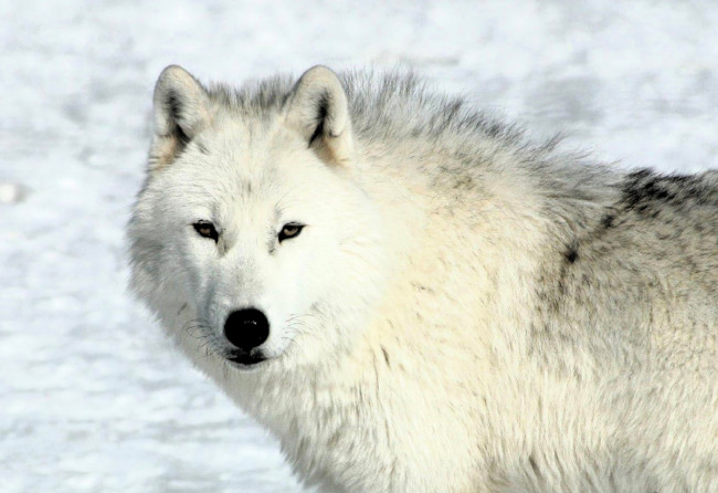 Обои картинки фото животные, волки,  койоты,  шакалы, волк, белый, снег