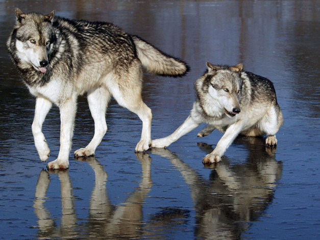 Обои картинки фото животные, волки
