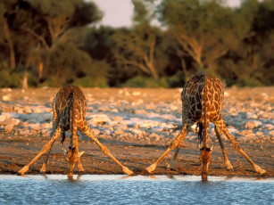 обоя животные, жирафы, жираф, вода, жажда