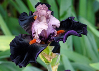 Картинка цветы ирисы черный экзотика