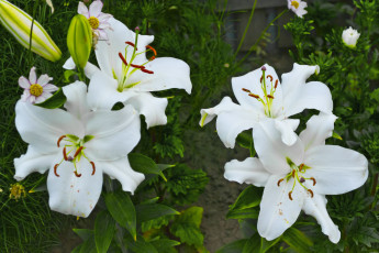 Картинка цветы лилии лилейники белая лилия