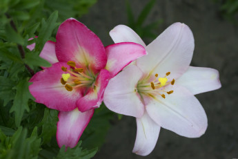 Картинка цветы лилии лилейники белая розовая лилия