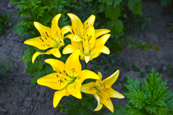 Картинка цветы лилии лилейники лилия жёлтая